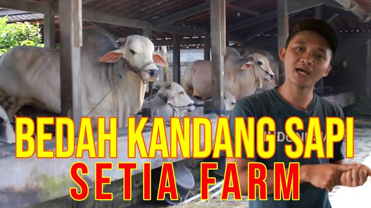 
                                 Grebek-Kandang-Setia-Farm